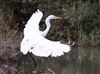 Great White Egret