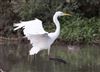 Great White Egret