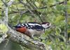 Great Spotted Woodpecker