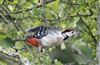 Great Spotted Woodpecker