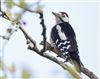 Great Spotted Woodpecker