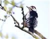 Great Spotted Woodpecker