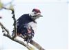 Great Spotted Woodpecker