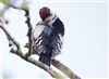 Great Spotted Woodpecker