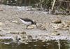 Green Sandpiper