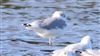 Common Gull