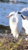 Cattle Egret