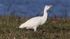 Cattle Egret