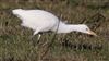 Cattle Egret