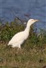 Cattle Egret