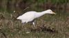 Cattle Egret