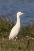 Cattle Egret