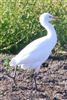 Cattle Egret