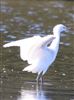 Cattle Egret