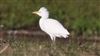 Cattle Egret