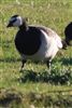 Barnacle Goose