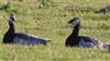 Barnacle Goose