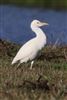 Cattle Egret