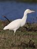 Cattle Egret