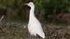 Cattle Egret