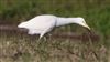 Cattle Egret