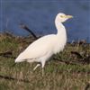 Cattle Egret