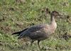 Pink-footed Goose