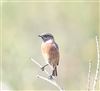 Stonechat