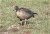 Pink-footed Goose