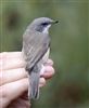 Lesser Whitethroat