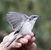 Lesser Whitethroat