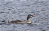 Great Crested Grebe