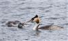 Great Crested Grebe