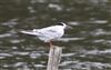 Common Tern