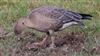 Pink-footed Goose