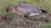 Pink-footed Goose