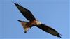 Red Kite