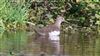 Green Sandpiper