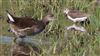 Green Sandpiper