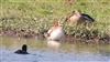 Wigeon