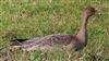 Pink-footed Goose