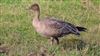 Pink-footed Goose