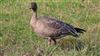 Pink-footed Goose