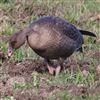 Pink-footed Goose