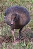 Pink-footed Goose