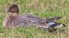 Pink-footed Goose