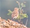 Wheatear