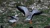 Bar-headed Goose