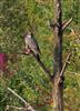 Woodpigeon