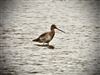 Black-tailed Godwit